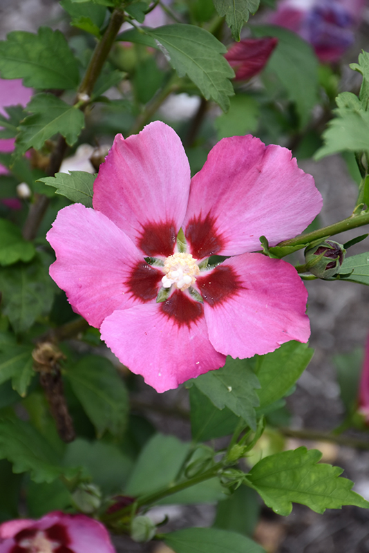 Pink Giant Rose of Sharon (Hibiscus syriacus 'Pink Giant') at Oakland Nurseries Inc