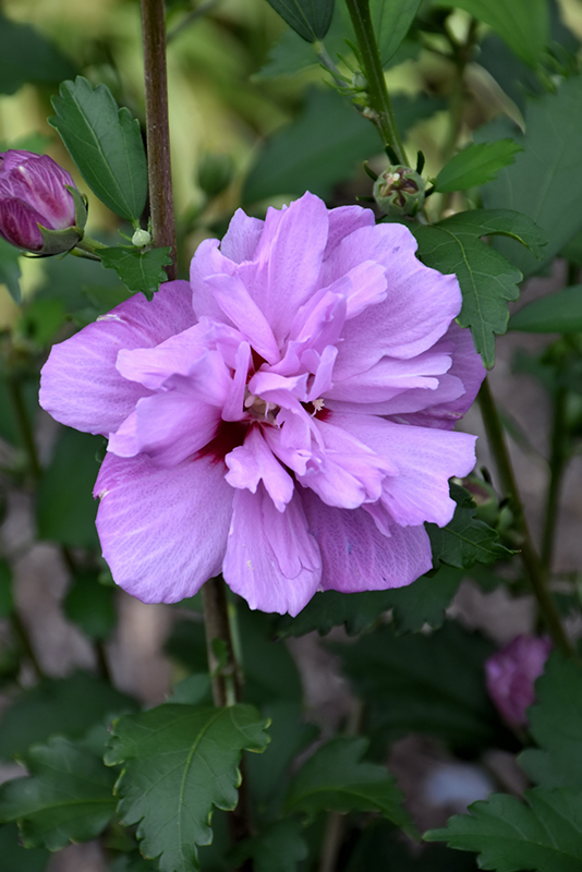Ardens Rose of Sharon (Hibiscus syriacus 'Ardens') at Oakland Nurseries Inc
