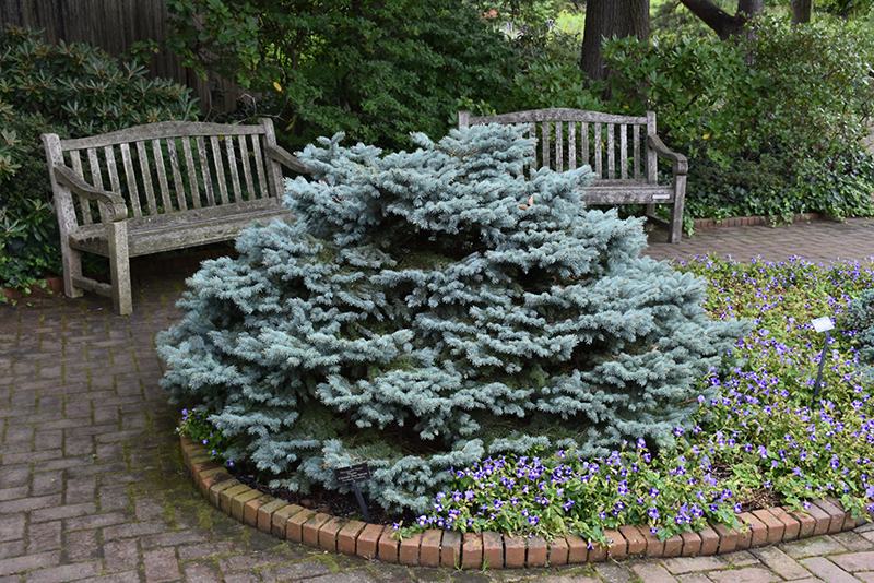 Thume Blue Spruce (Picea pungens 'Thume') at Oakland Nurseries Inc
