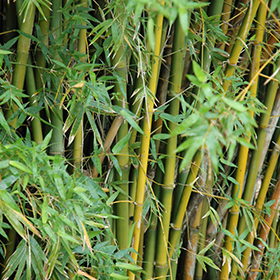 Bamboo Photo