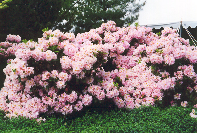 English Roseum Rhododendron (Rhododendron catawbiense 'English Roseum') at Oakland Nurseries Inc