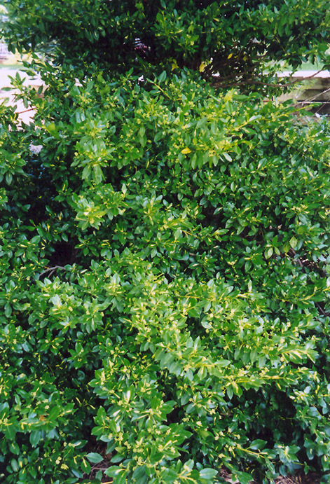 Wintercreeper (Euonymus fortunei) at Oakland Nurseries Inc