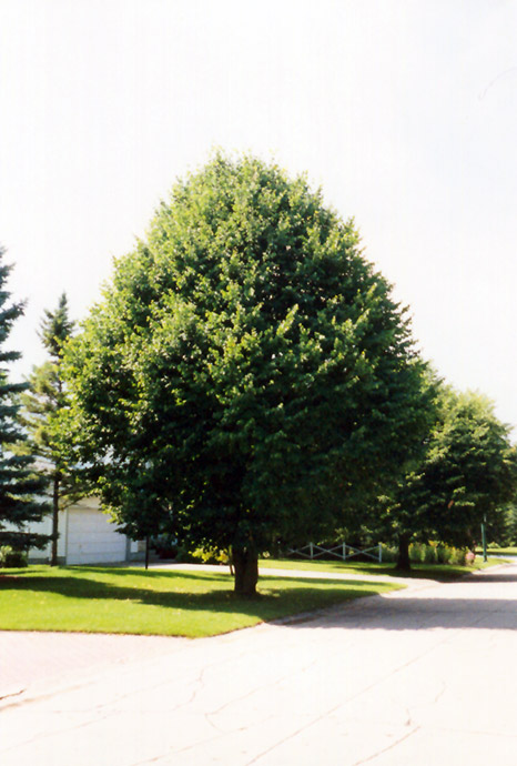 Tilia cordata (Littleleaf Linden)