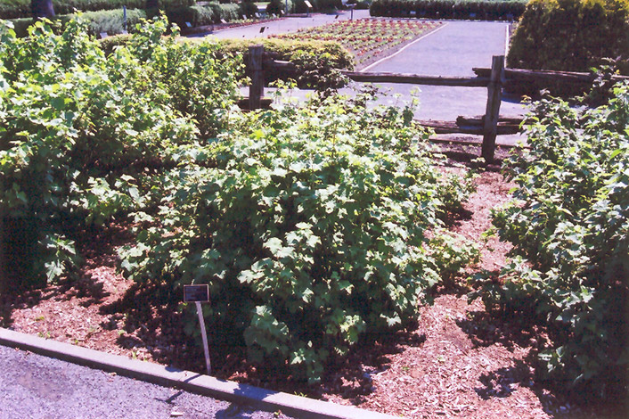 Red Lake Red Currant (Ribes rubrum 'Red Lake') at Oakland Nurseries Inc