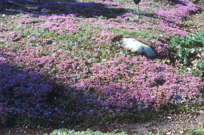 mother of thyme next to other fflowers