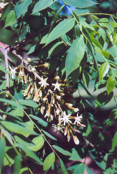 Kentucky Coffeetree (Gymnocladus dioicus) at Oakland Nurseries Inc