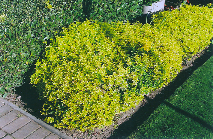 Gold Prince Wintercreeper (Euonymus fortunei 'Gold Prince') at Oakland Nurseries Inc