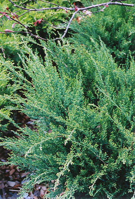 Sea Green Juniper (Juniperus chinensis 'Sea Green') at Oakland Nurseries Inc