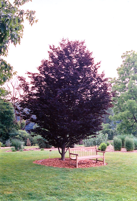 Rohan Purple Beech (Fagus sylvatica 'Rohanii') in Columbus Dublin