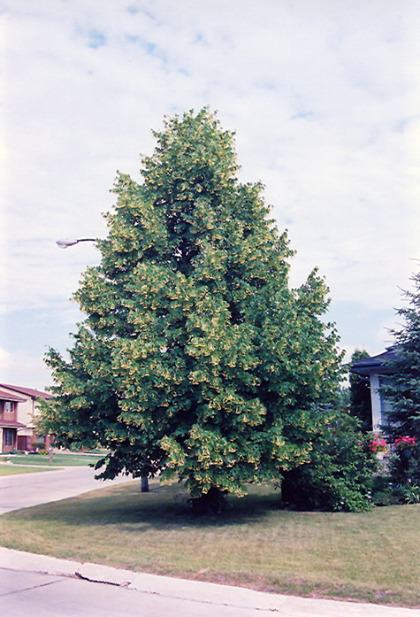 Legend Linden (Tilia americana 'Legend') in Columbus Dublin Delaware