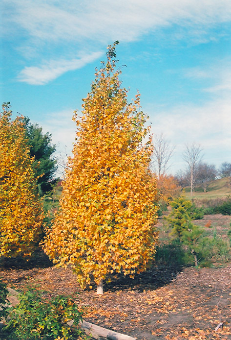 Whitespire Birch (Betula populifolia 'Whitespire') in Columbus Dublin