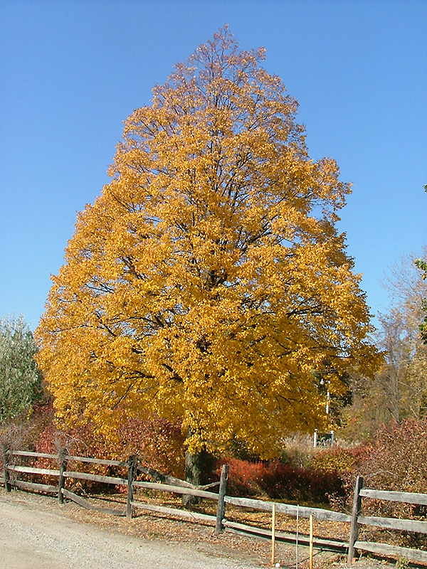 Corinthian Linden (Tilia cordata 'Corinthian') in Columbus Dublin