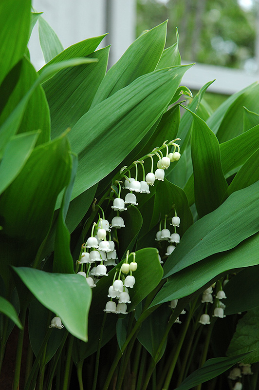 Lily-Of-The-Valley (Convallaria majalis) at Oakland Nurseries Inc