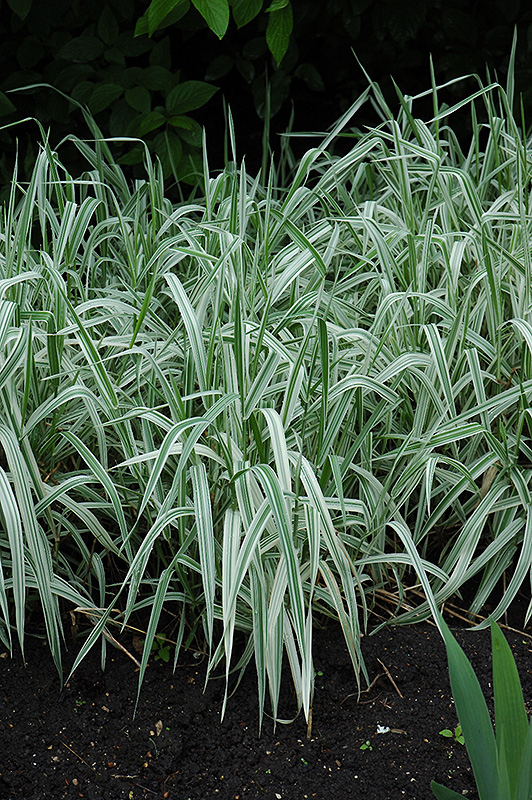 Variegated Ribbon Grass (Phalaris arundinacea 'Picta') at Oakland Nurseries Inc