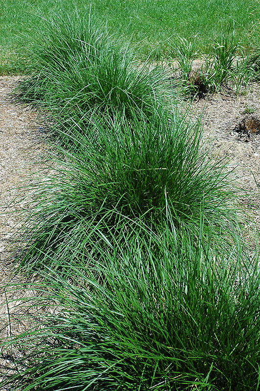 Tufted Hair Grass (Deschampsia cespitosa) at Oakland Nurseries Inc