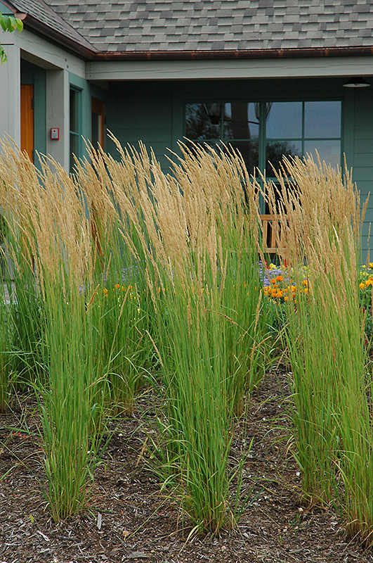 Karl Foerster Reed Grass (Calamagrostis x acutiflora 'Karl Foerster') at Oakland Nurseries Inc