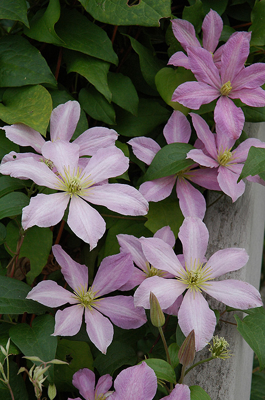 Comtesse de Bouchaud Clematis (Clematis 'Comtesse de Bouchaud') in ...