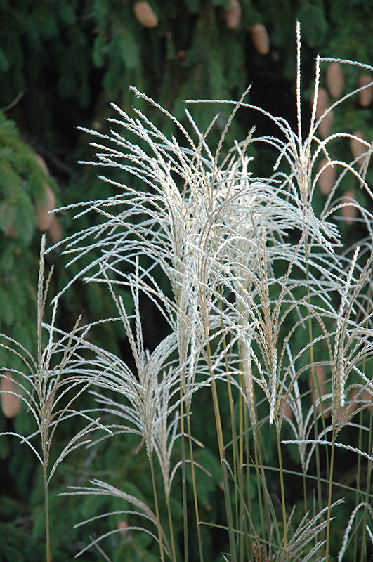 Graziella Maiden Grass (Miscanthus sinensis 'Graziella') at Oakland Nurseries Inc