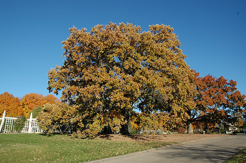Bur Oak (Quercus macrocarpa) at Oakland Nurseries Inc