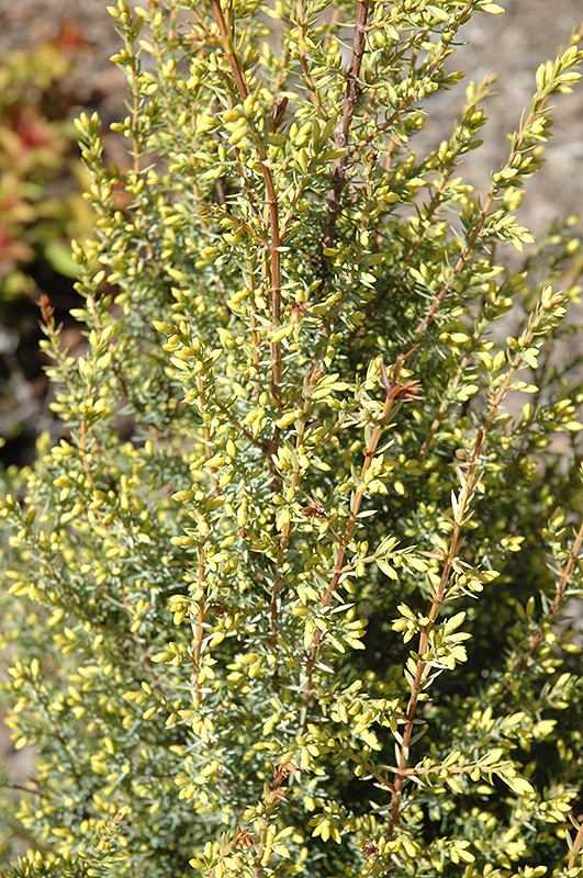 Gold Cone Juniper (Juniperus communis 'Gold Cone') at Oakland Nurseries Inc