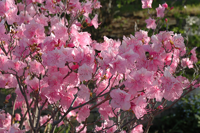 Cornell Pink Rhododendron (Rhododendron mucronulatum 'Cornell Pink') at Oakland Nurseries Inc