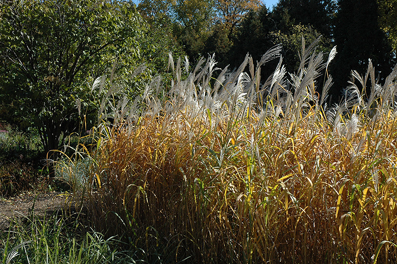 Maiden Grass (Miscanthus sinensis) at Oakland Nurseries Inc