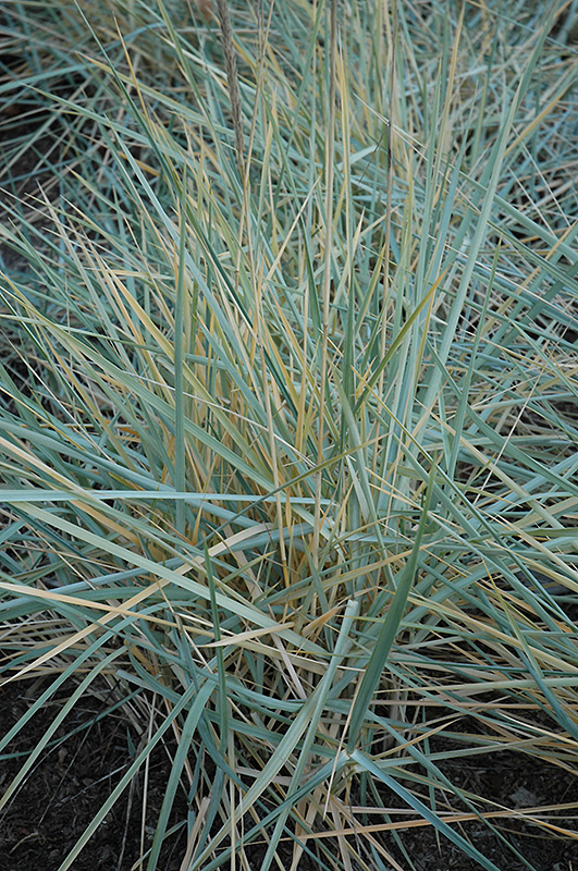 Blue Dune Lyme Grass (Leymus arenarius 'Blue Dune') at Oakland Nurseries Inc