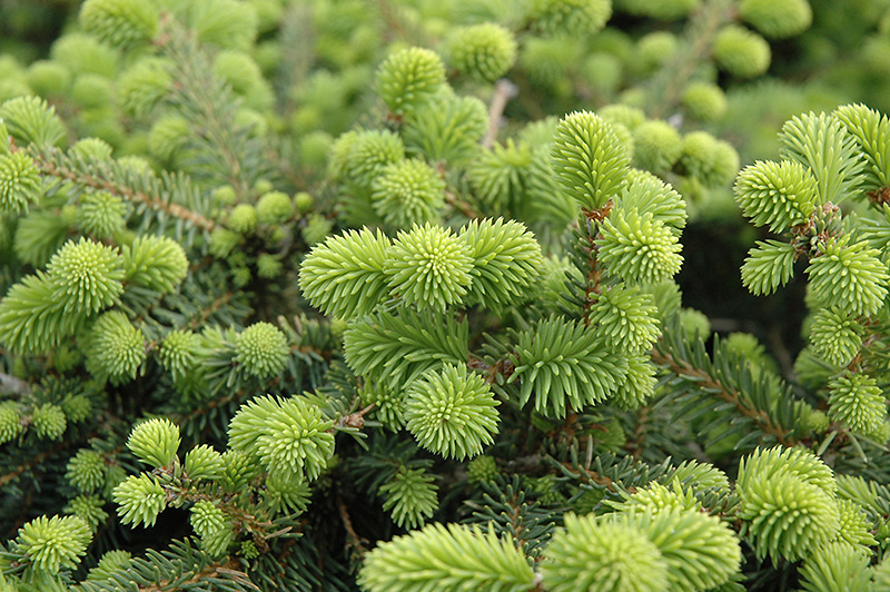 Creeping Norway Spruce (Picea abies 'Repens') at Oakland Nurseries Inc