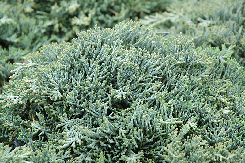 Icee Blue Juniper (Juniperus horizontalis 'Icee Blue') at Oakland Nurseries Inc
