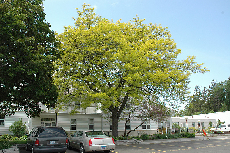 Sunburst Honeylocust (Gleditsia triacanthos 'Suncole') in Columbus