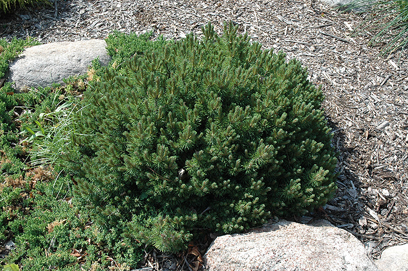 Valley Cushion Mugo Pine (Pinus mugo 'Valley Cushion') at Oakland Nurseries Inc