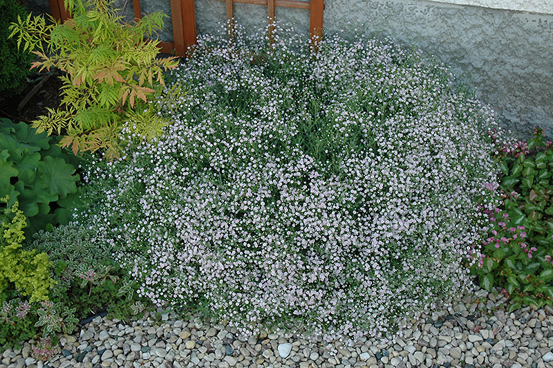 Common Baby S Breath Gypsophila Paniculata In Columbus Dublin Delaware Grove City Gahanna Bexley Ohio Oh At Oakland Nurseries Inc