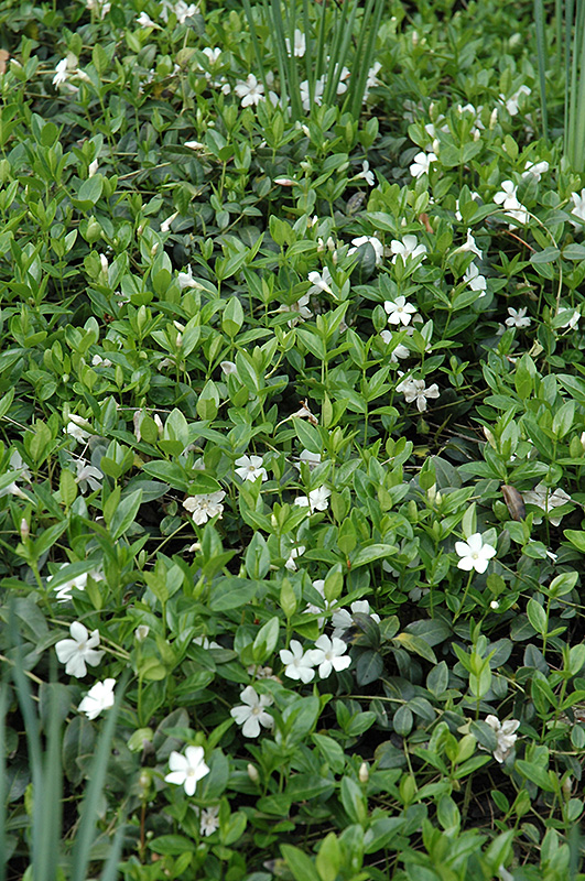 White Periwinkle (Vinca minor 'Alba') in Columbus Dublin Delaware Grove