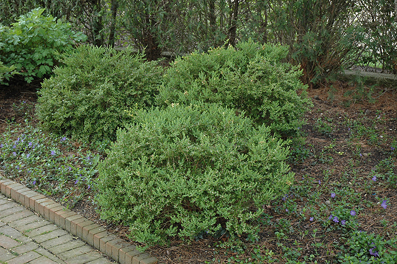 Wintergreen Boxwood (Buxus microphylla 'Wintergreen') at Oakland Nurseries Inc