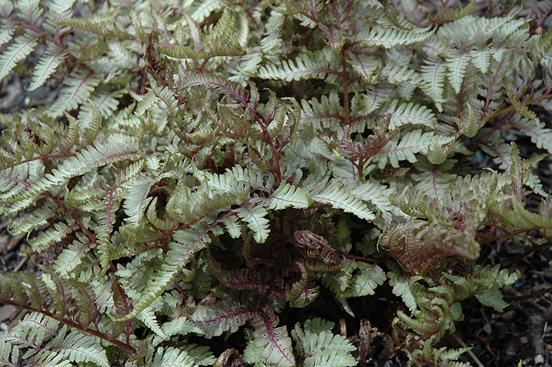 Red Beauty Painted Fern (Athyrium nipponicum 'Red Beauty') at Oakland Nurseries Inc