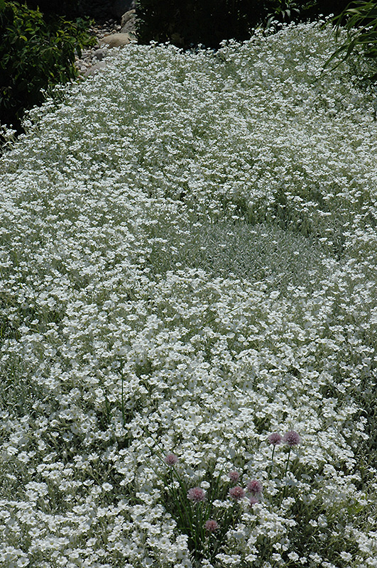 Snow-In-Summer (Cerastium tomentosum) at Oakland Nurseries Inc