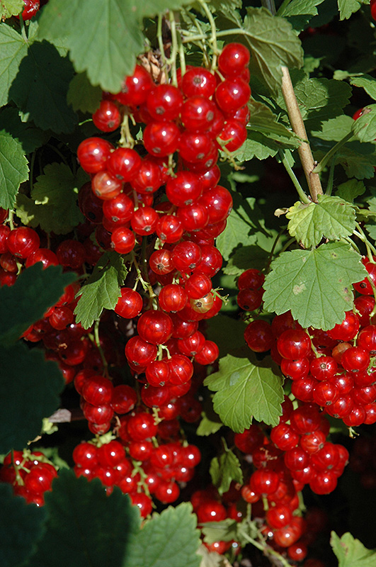 Red Lake Red Currant (Ribes rubrum 'Red Lake') at Oakland Nurseries Inc