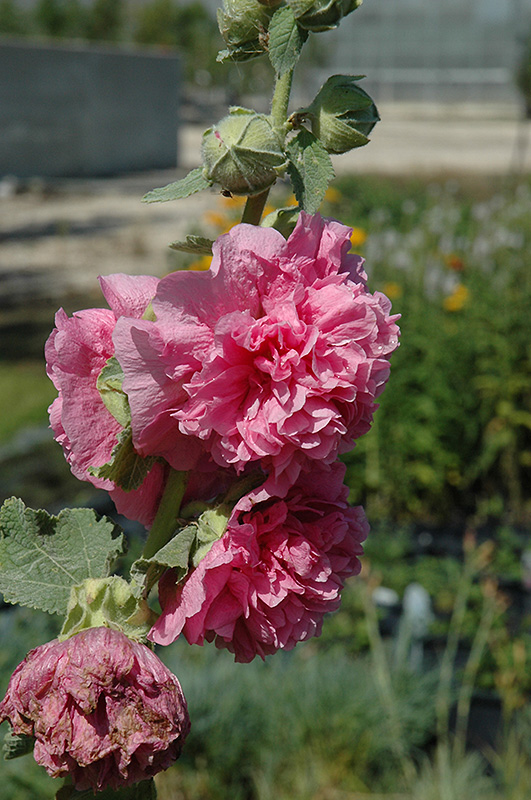 Chater's Double Pink Hollyhock (Alcea rosea 'Chater's Double Pink') at Oakland Nurseries Inc