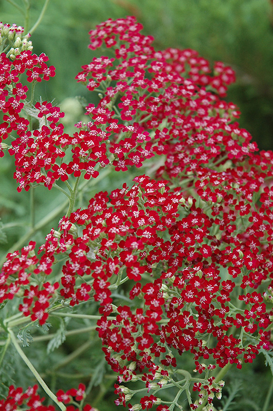 Red Beauty Yarrow (Achillea millefolium 'Red Beauty') at Oakland Nurseries Inc