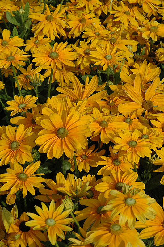 Click to view full-size photo of Prairie Sun Coneflower (Rudbeckia ...