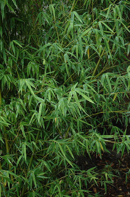 Yellow Grove Bamboo (Phyllostachys aureosulcata) at Oakland Nurseries Inc