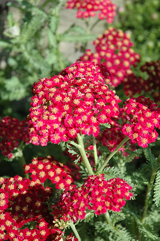 Red Velvet Yarrow (Achillea millefolium 'Red Velvet') in Columbus ...