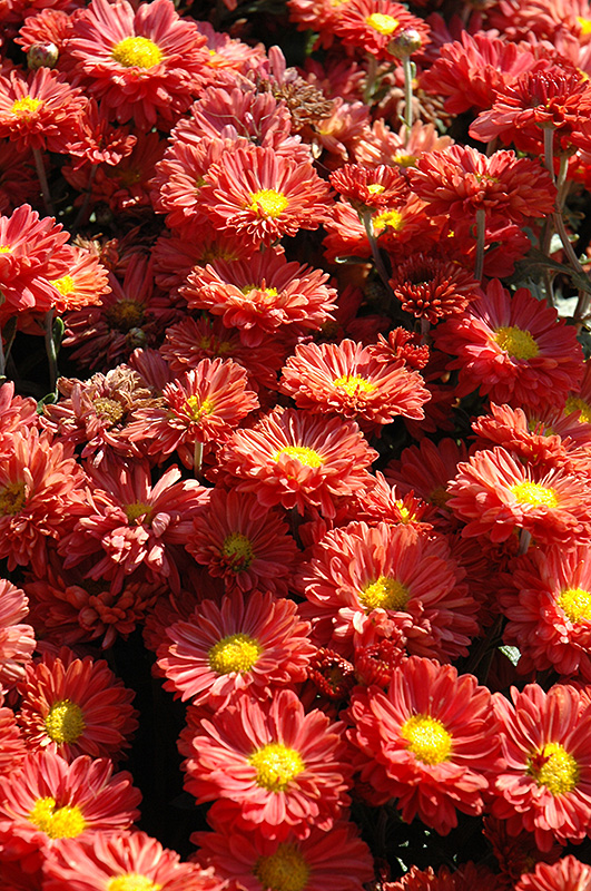 Dark Bronze Daisy Chrysanthemum (Chrysanthemum 'Dark Bronze Daisy') at Oakland Nurseries Inc