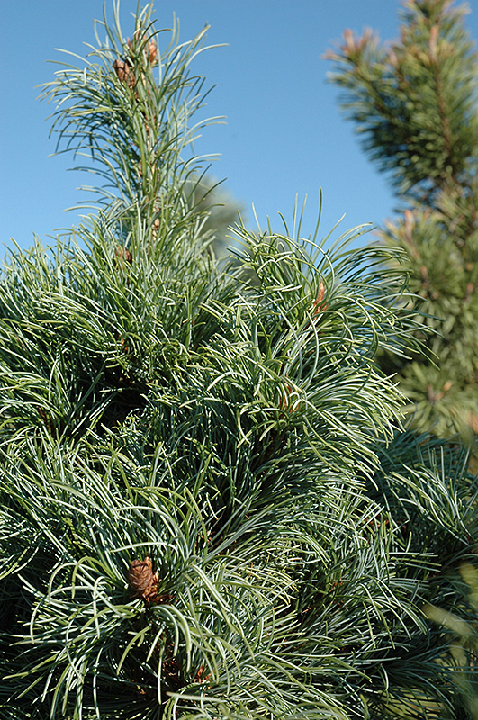 Bergman Japanese White Pine (Pinus parviflora 'Bergmani') at Oakland Nurseries Inc