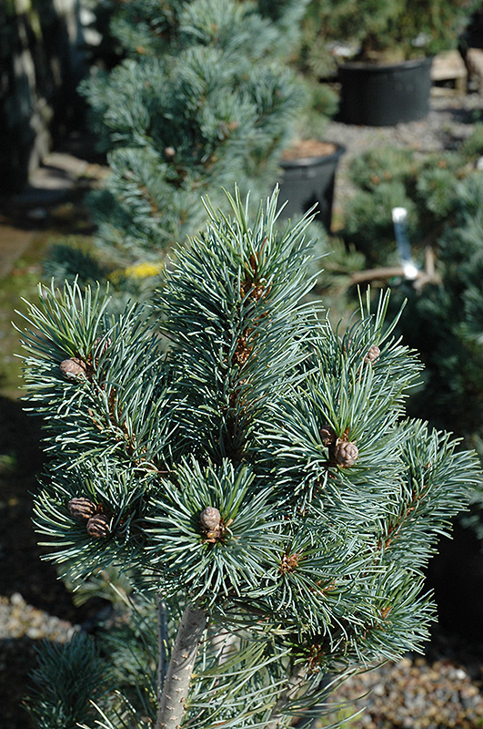 Blue Angel Japanese White Pine (Pinus parviflora 'Blue Angel') at Oakland Nurseries Inc
