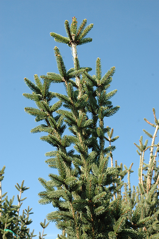 Columnar Norway Spruce (Picea abies 'Cupressina') at Oakland Nurseries Inc