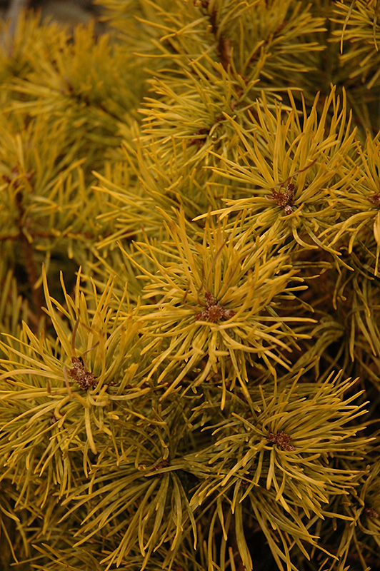 Gold Coin Scotch Pine (Pinus sylvestris 'Gold Coin') at Oakland Nurseries Inc