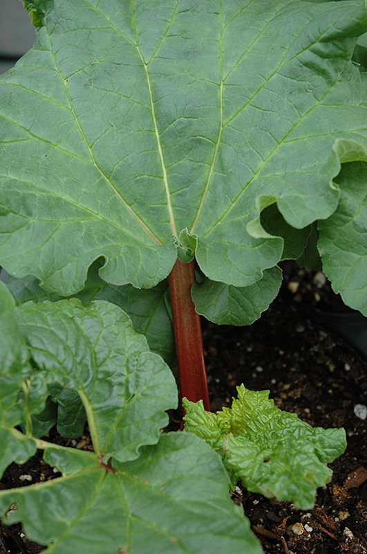 Crimson Cherry Rhubarb