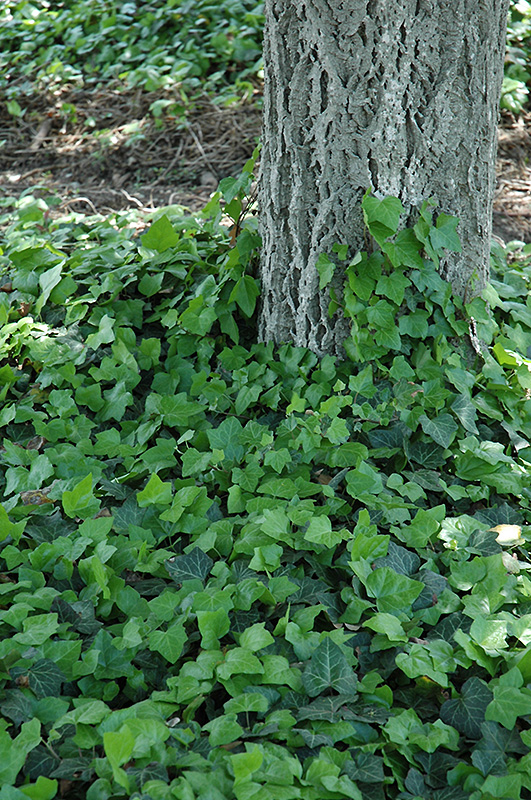 Baltic Ivy (Hedera helix 'Baltica') at Oakland Nurseries Inc