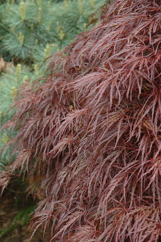 Red Select Cutleaf Japanese Maple (Acer palmatum 'Dissectum Red Select') at Oakland Nurseries Inc